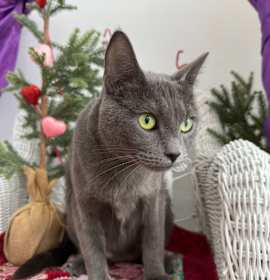 Photo of Nickers A-55653