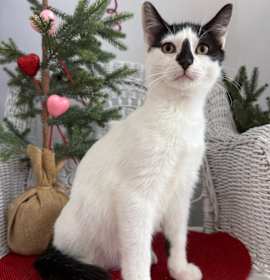 Photo of Pudding Recon 55761