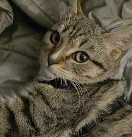 Photo of Jelly Roll (Available for pre-adoption)