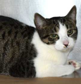 Photo of 91420 Lovell