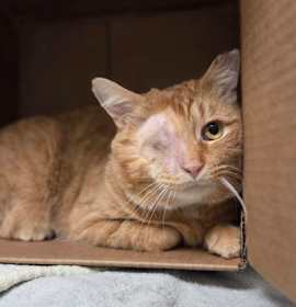 Photo of Cheddar Biscuit