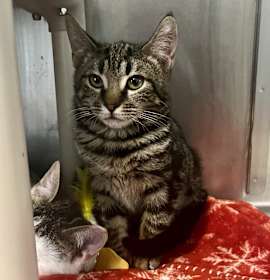 Photo of Cindy Lou-Who