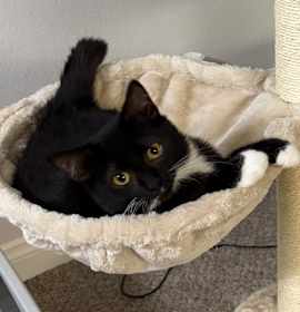 Photo of Angel Food Cake