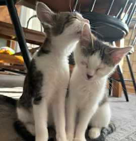 Photo of Cordelia & Long John Silver