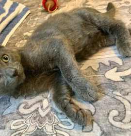 Photo of Dusty (0516)