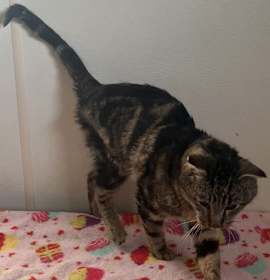 Photo of Captain - Thin Tabby - #22