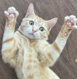 Photo of Tin Cup (Belly rubs, pls!)