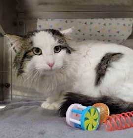 Photo of Taffy *Stray Hold*