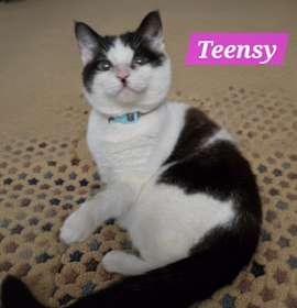 Photo of Teensy