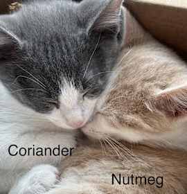 Photo of Coriander