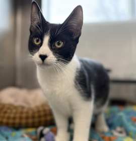 Photo of Peeka *bonded With Boo*