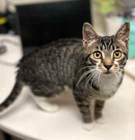 Photo of Biddy - Loving, playful & friendly 🥰