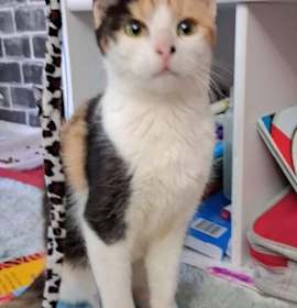 Photo of Sweet Potato