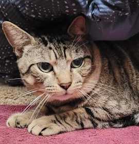 Photo of Working Cat Shabu