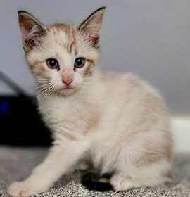 Photo of KITTEN VIXEN