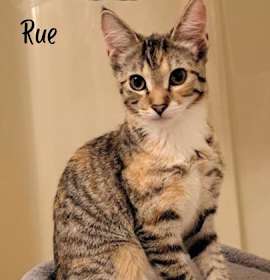 Photo of Rue