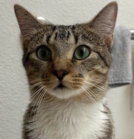 Photo of Young Gentleman