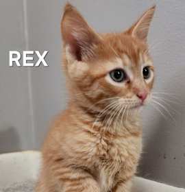 Photo of KITTEN REX