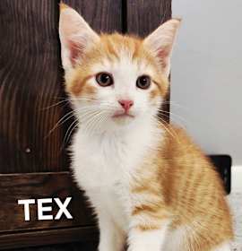 Photo of KITTEN TEX