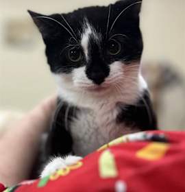 Photo of BRONTOSAURUS