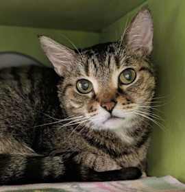 Photo of Baron Von Scratchipher