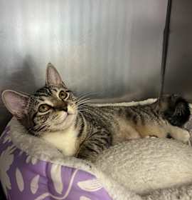 Photo of Rose Quartz