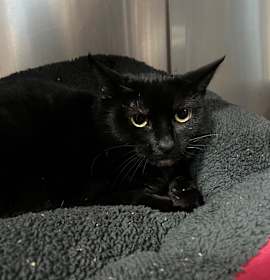 Photo of Cindy Lou Boo