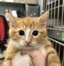 Photo of Rhett Butler