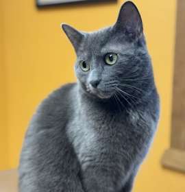 Photo of Earl Louis *Curly* Lambeau