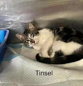 Photo of Tinsel