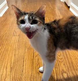 Photo of Avril Labeans