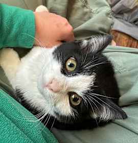 Photo of Copy (magpie)