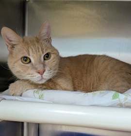 Photo of Nate-Nate (TAS #3)