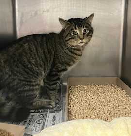 Photo of OPTIMUS PRIME