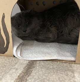 Photo of Billy Cat 8