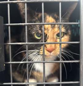 Photo of Callie 117C25