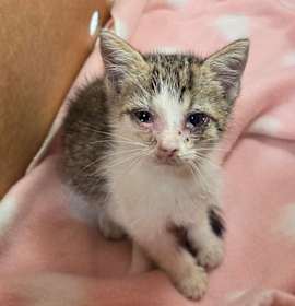 Photo of Wonder Boat