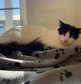 Photo of Marshmallow