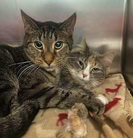 Photo of Tom (Bonded to Willow)