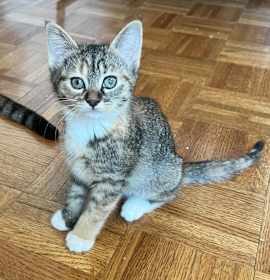 Photo of Beluga FKA Volatility