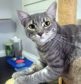 Photo of Darlington, Bonded with Sonoma