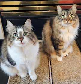 Photo of BELLA & SARAH #1808 - Offered by Owner -Bonded