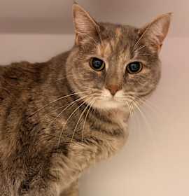 Photo of Fern Camellia