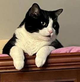 Photo of Shadow ret/os