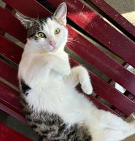 Photo of Jackson (Petco)