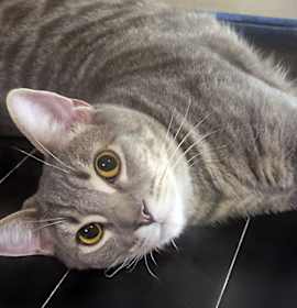 Photo of Sonoma, Bonded with Darlington