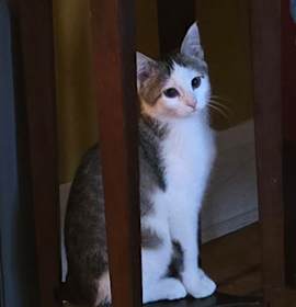 Photo of Ollie the Vacuum