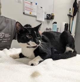 Photo of Guinevere 88