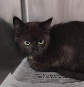 Photo of WINNIE (RED COLLAR)