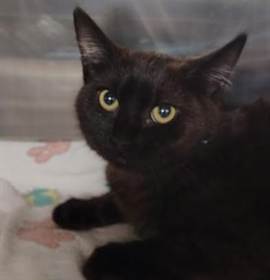 Photo of SARAH(BLUE)